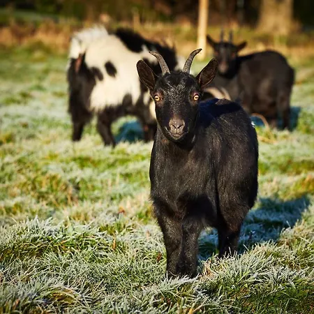 Domek letniskowy L'indus - Le Domaine
