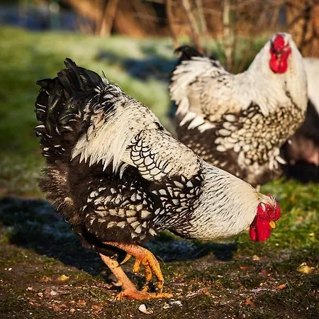 ロッジ L'indus - Le Domaine